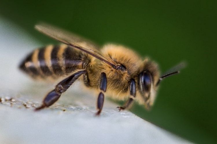 article bee2