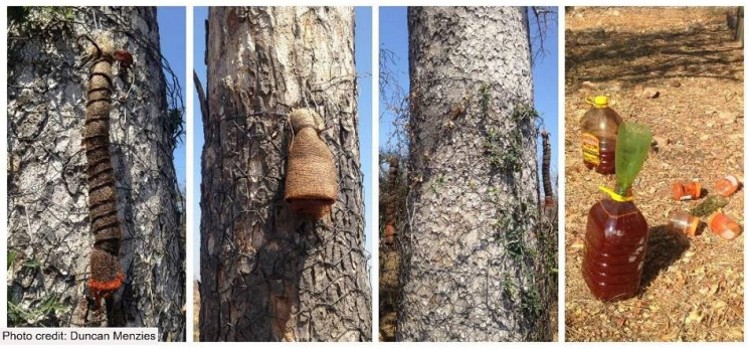 article big tree 10
