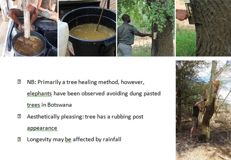 article big tree 11