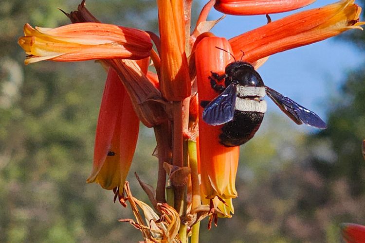 Double-banded Carpenter Bee