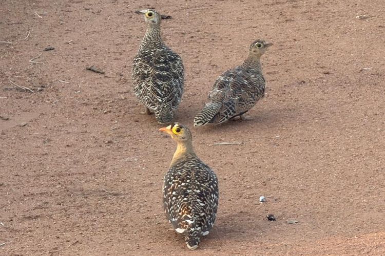 Double-banded Sandgrouse