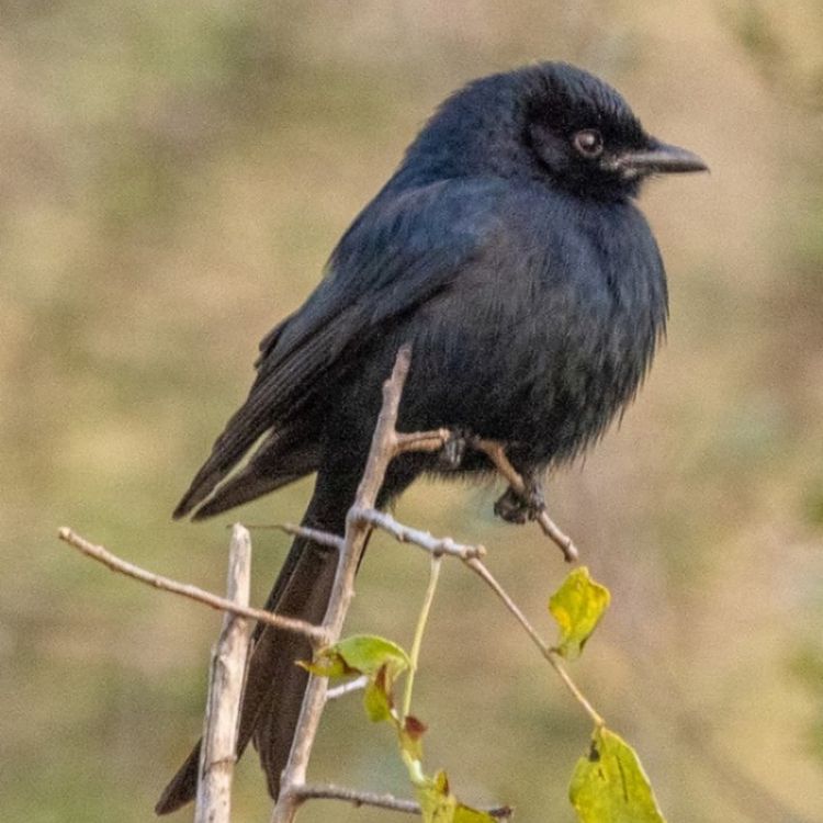 Fork-tailed Drongo