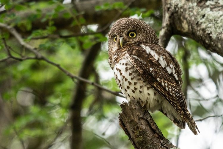 Owl pellets and the digestive system of the owl 