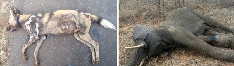 Snared Animals: Various Updates