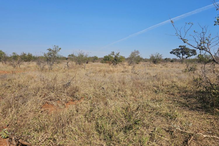 Veld Rehabilitation: Savanna Biome