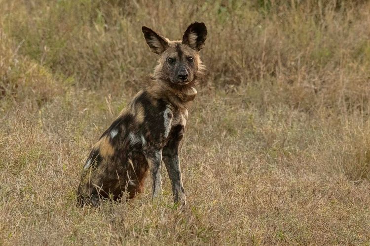 Latest Sightings - June